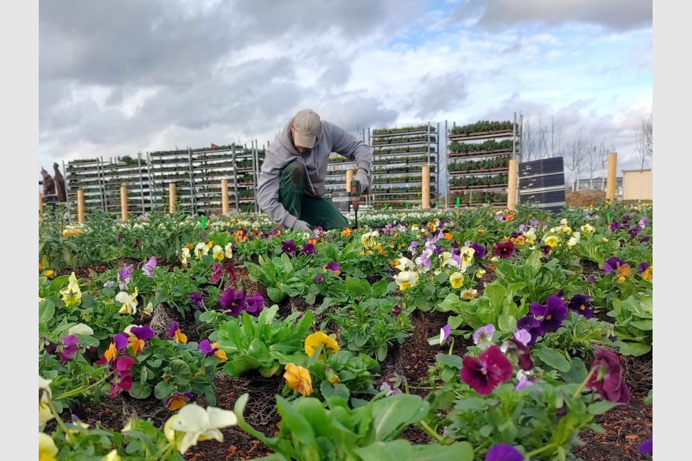 BUGA Mannheim 2023: Der Fr&uuml;hjahrsflor wird gepflanzt