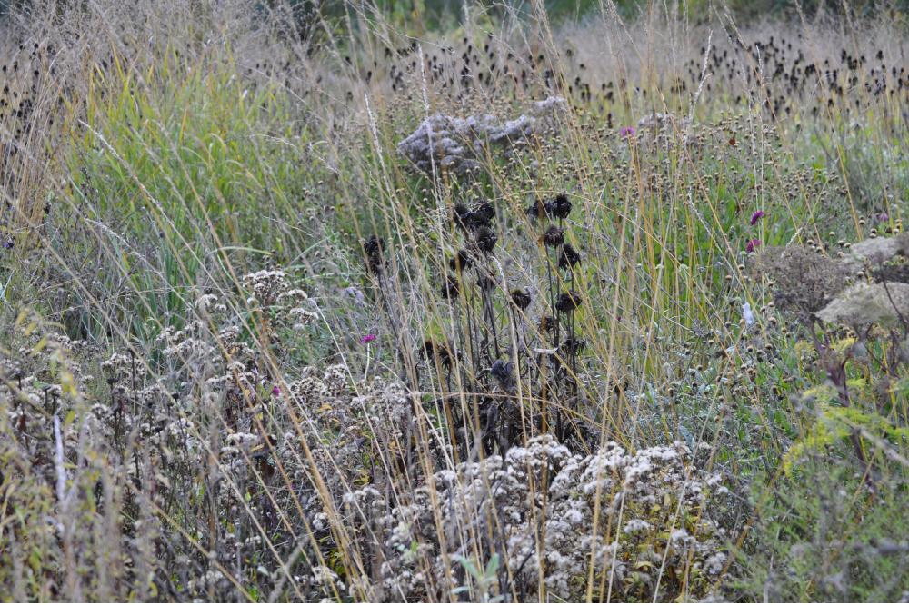 Gartenarbeit im Winter – von Bodenpflege bis Schnitt