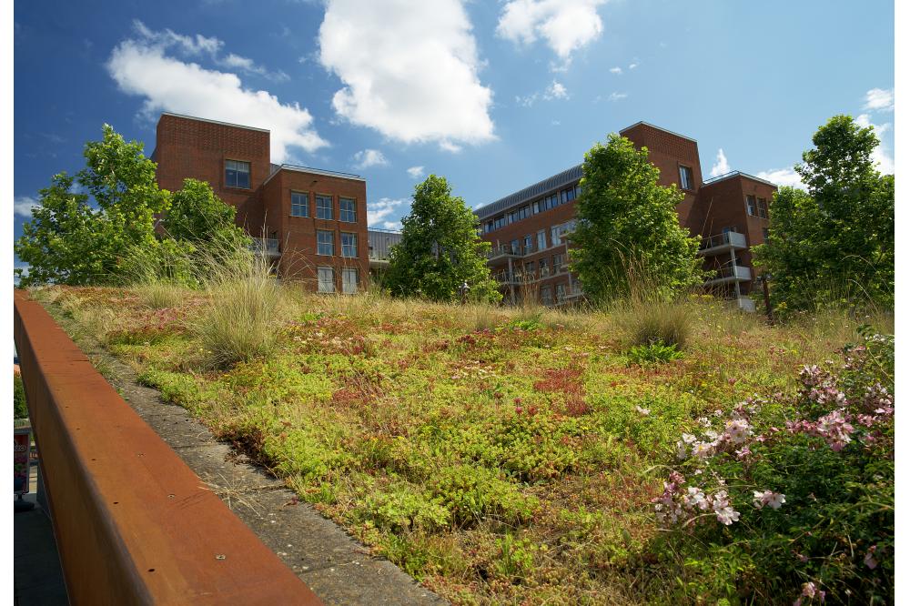 Damit Bienen im Vorgarten und am Stra&szlig;enrand satt werden