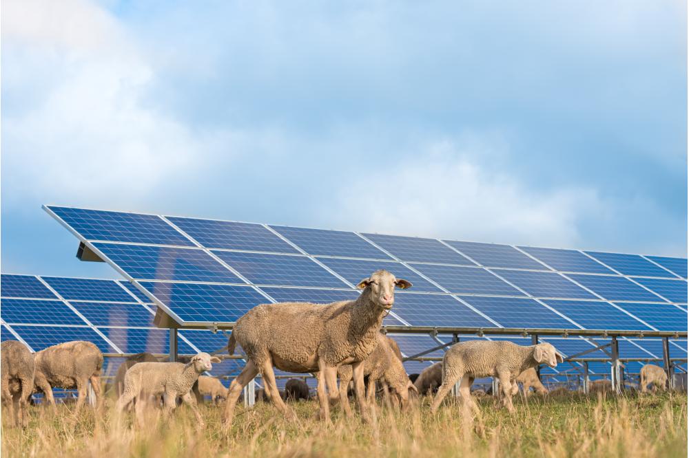 Mehr Natur im Solarpark – neue Wissensplattform unterstützt kommunales Handeln