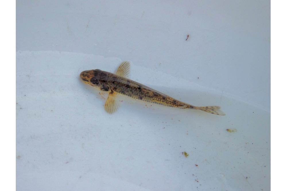 &bdquo;Tag des Fisches&ldquo;: Gr&uuml;ndling ist zur&uuml;ck in der Emscher