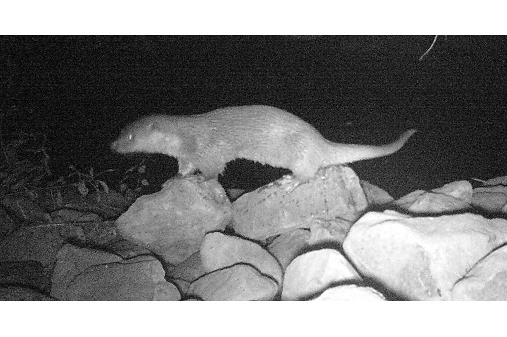 Der Fischotter kehrt in die Hammer Lippeaue zur&uuml;ck